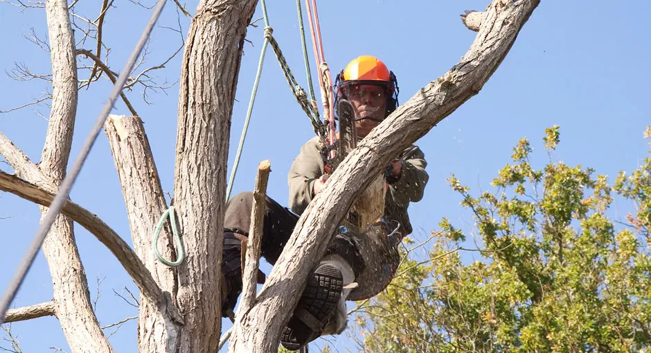A tree surgeon in a helmet and visor roped in high in a tree, cutting back a limb against a blue sky