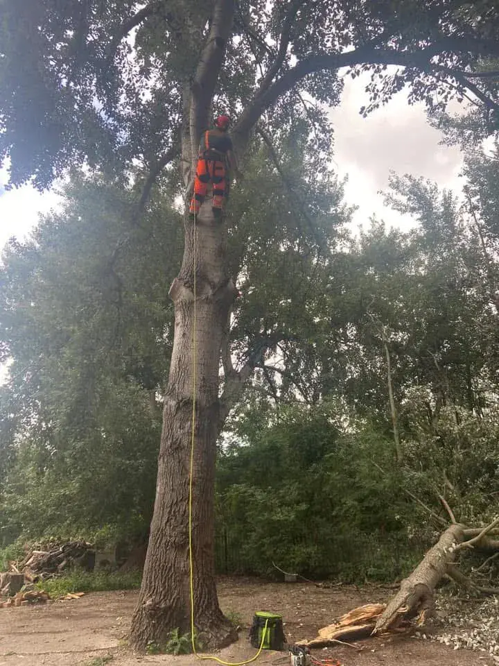 A climber roped in high up the trunk of a tall tree