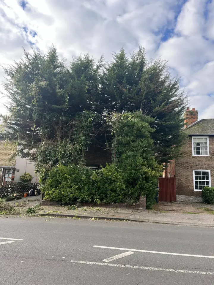 Before: Tall overgrown conifers and hedging towering over the front of a brick house by a road