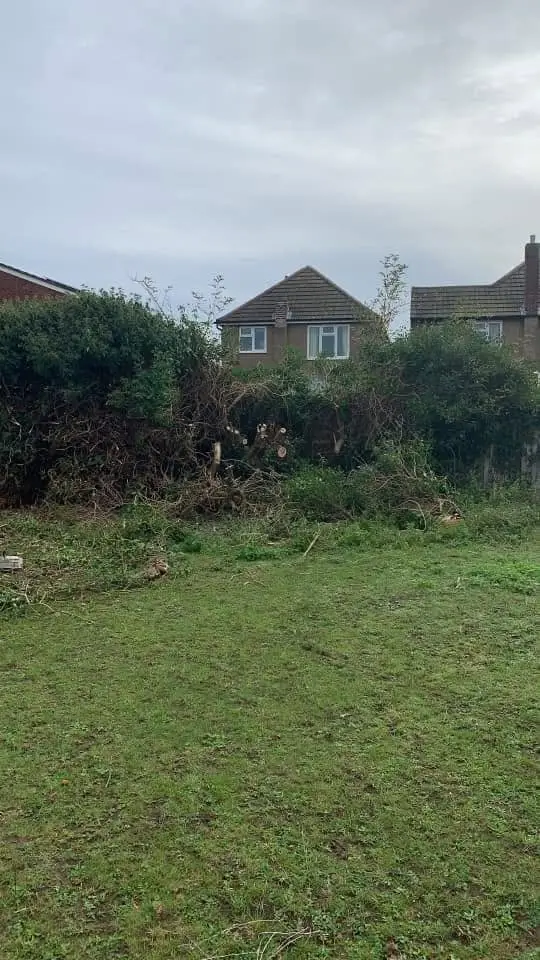 Before: An open lawn with a dense, overgrown hedge along the back boundary